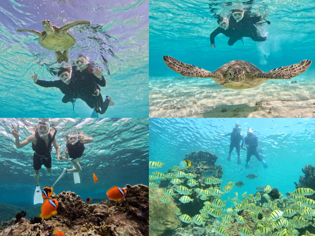 うわ?お!!タイミングが合えば、ウミガメとの顔上げ写真撮れちゃいます!