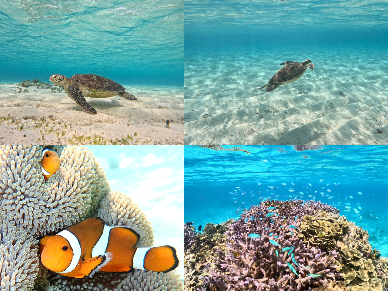 BeE~K₨X̒Pîʐ^v[gI