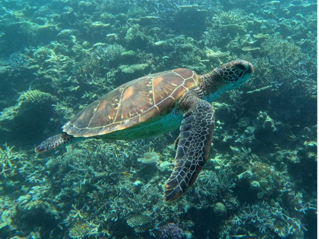 優雅に泳ぐウミガメ