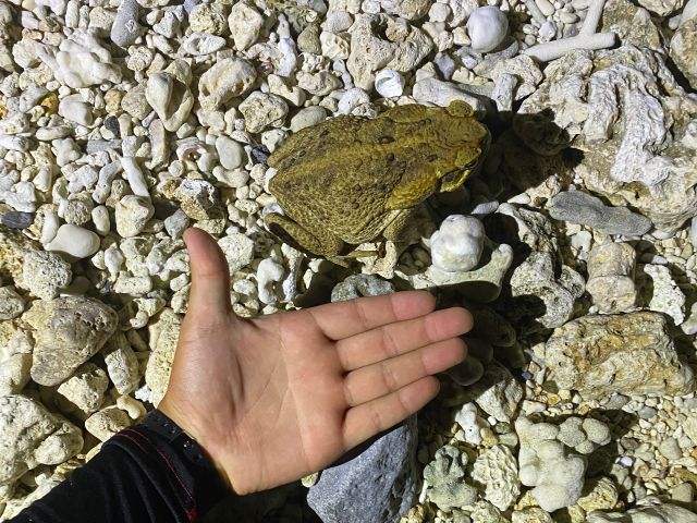 巨大オオヒキガエル