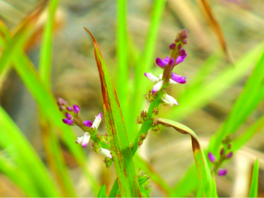ヒナノカンザシ