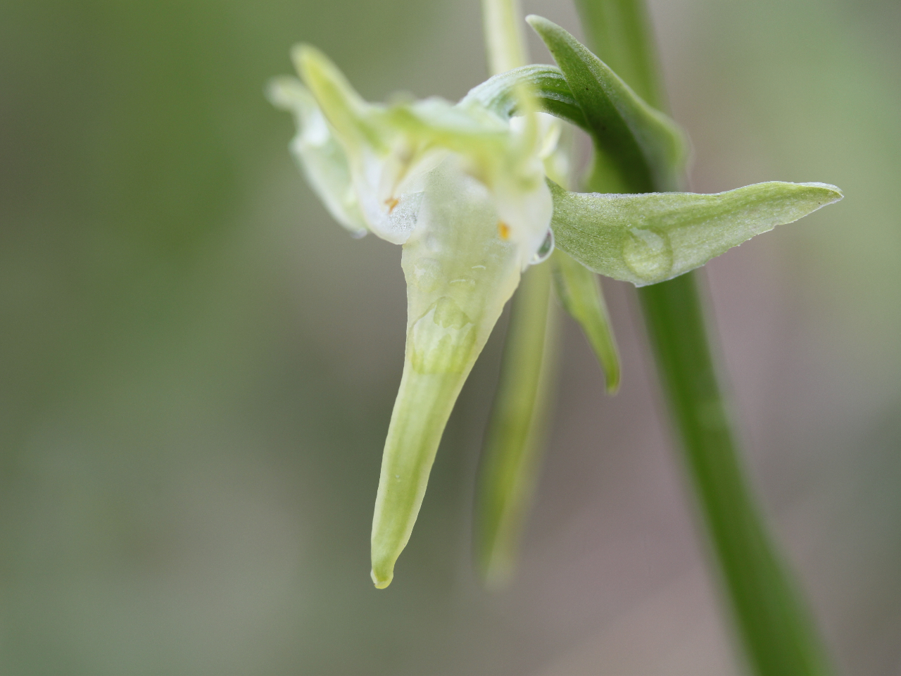 ハシナがヤマサギソウ