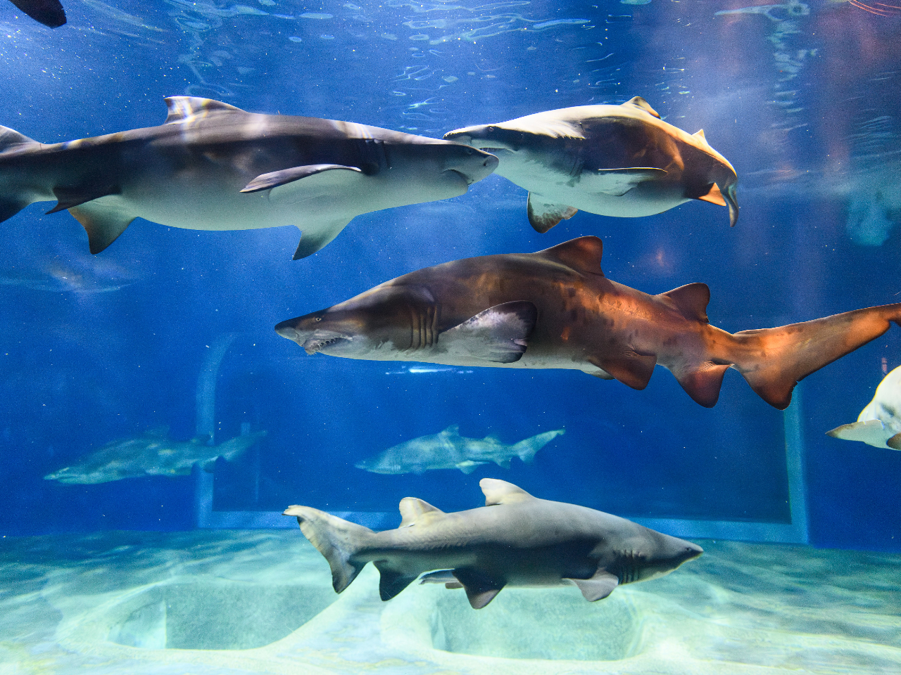 チケット窓口に並ばず入場・じゃらんクーポン・ポイント利用でお得