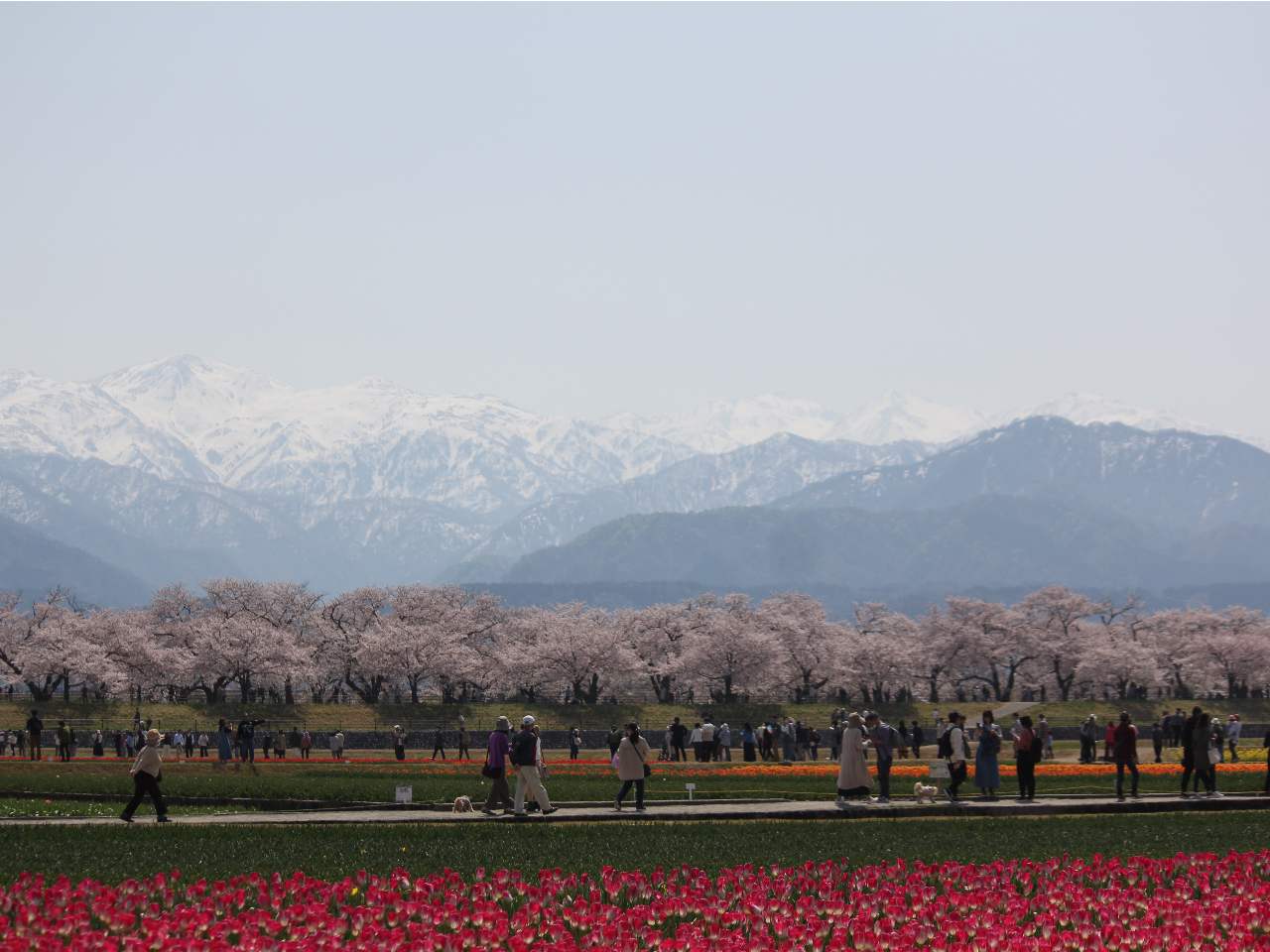 �������@�l�d�t�@�t����̌i�F������܂���