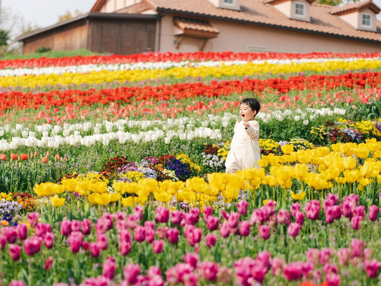 チューリップ畑。園内では季節のお花の鑑賞ができます。