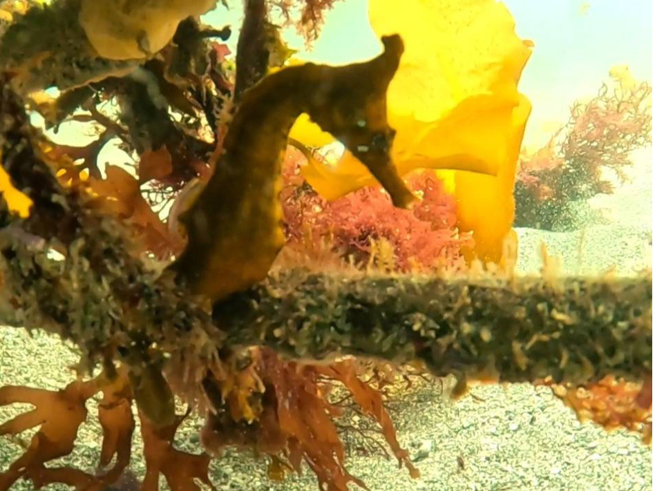 【無料送迎付】神奈川で辰年の『タツノオトシゴ』に会いに行こう!! 神奈川・城ヶ島...