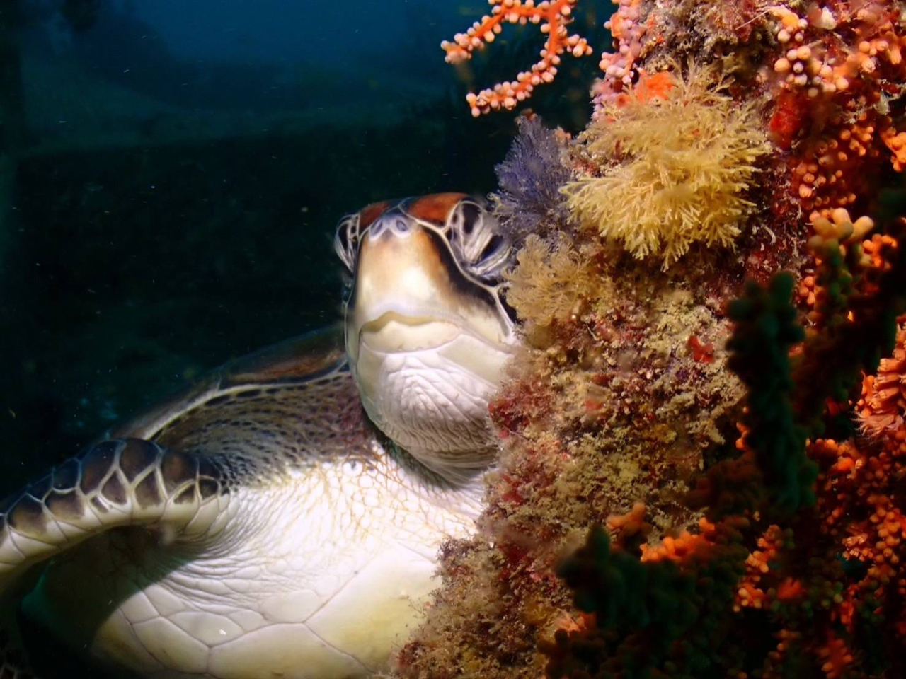 【千葉・館山】サメパラダイスプラン〜ファンダイビング日帰りツアー(ライセンス必須...