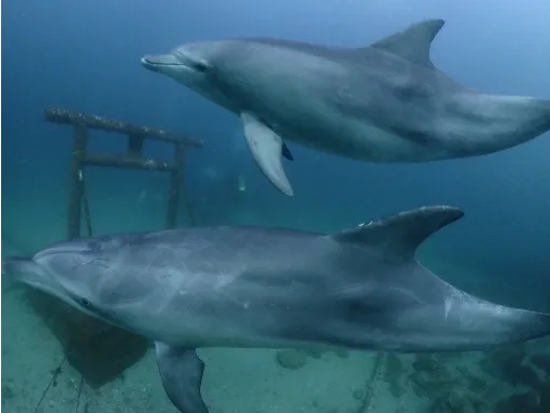 【送迎無料】千葉(館山)で『イルカ』に会える!?下総中山駅/船橋駅発・恋愛運爆ア...