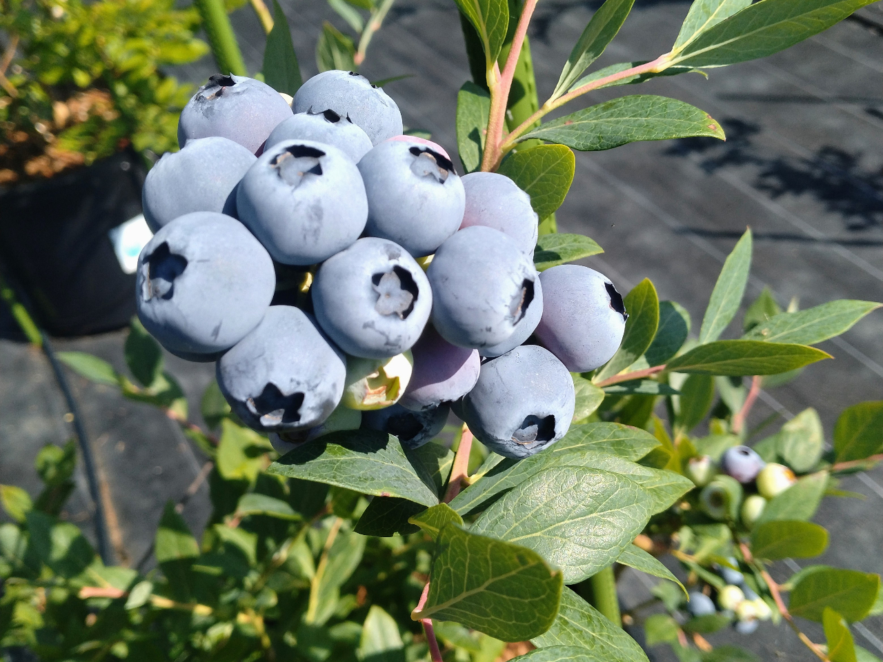 ≪佐那河内村/ブルーベリー狩り≫ \時間内食べ放題★/ブルーベリーの摘み取り体験...