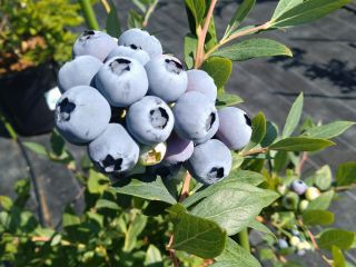 ブルーベリーはそのまま食べれます。皮を剥く手間要らずです。