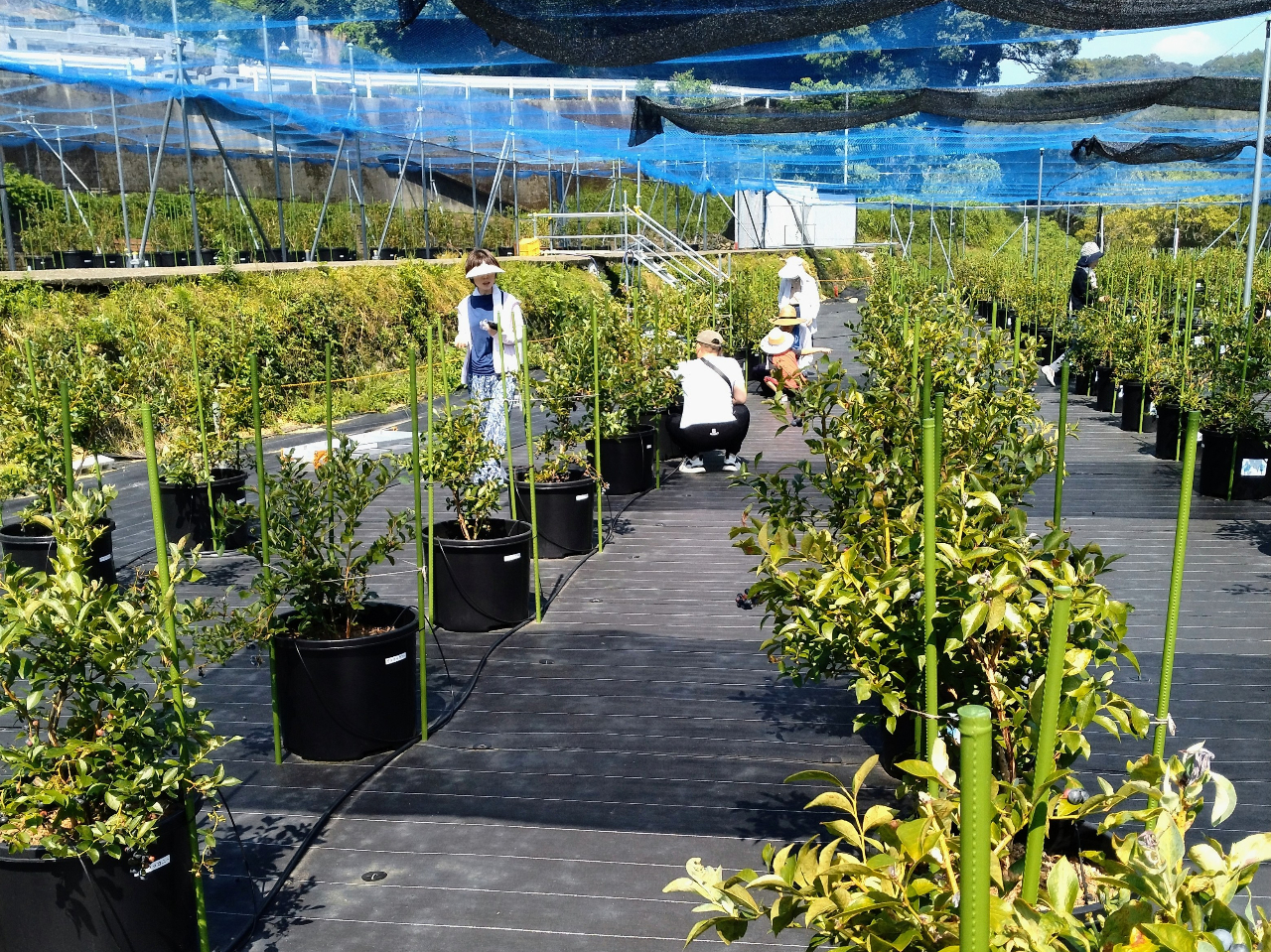 �u���[�x���[���͊ȒP�ɓE�ݎ�鎖���ł��A�����Ȃ��q�l�����n���y���߂܂��B