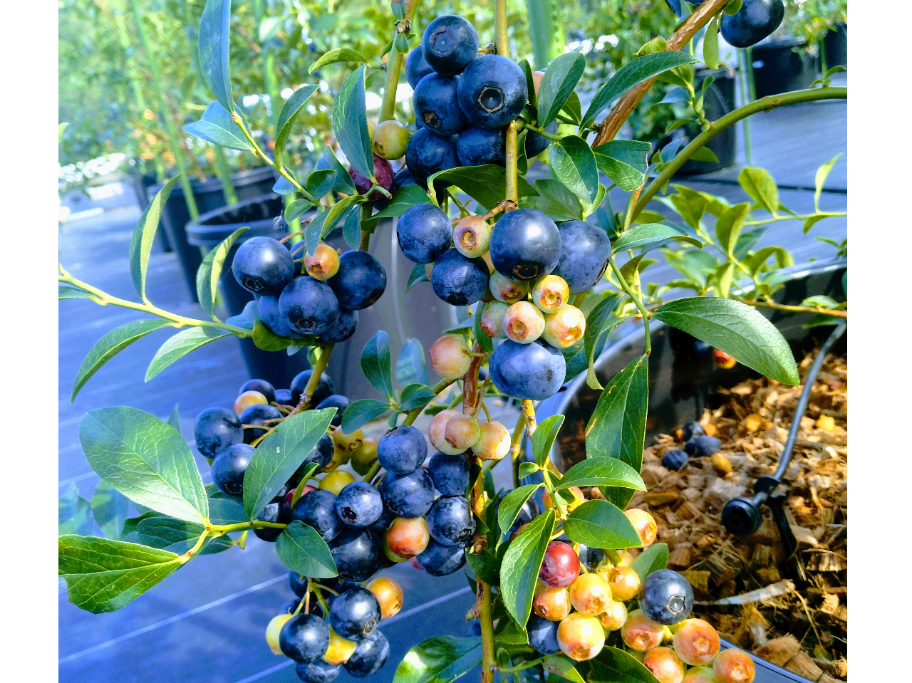 �����Ɏ����Ă܂��B�i�ʐ^�̓��r�b�g�A�C�n�j�Ƃ��Ă��Â��ăW���[�V�[�B