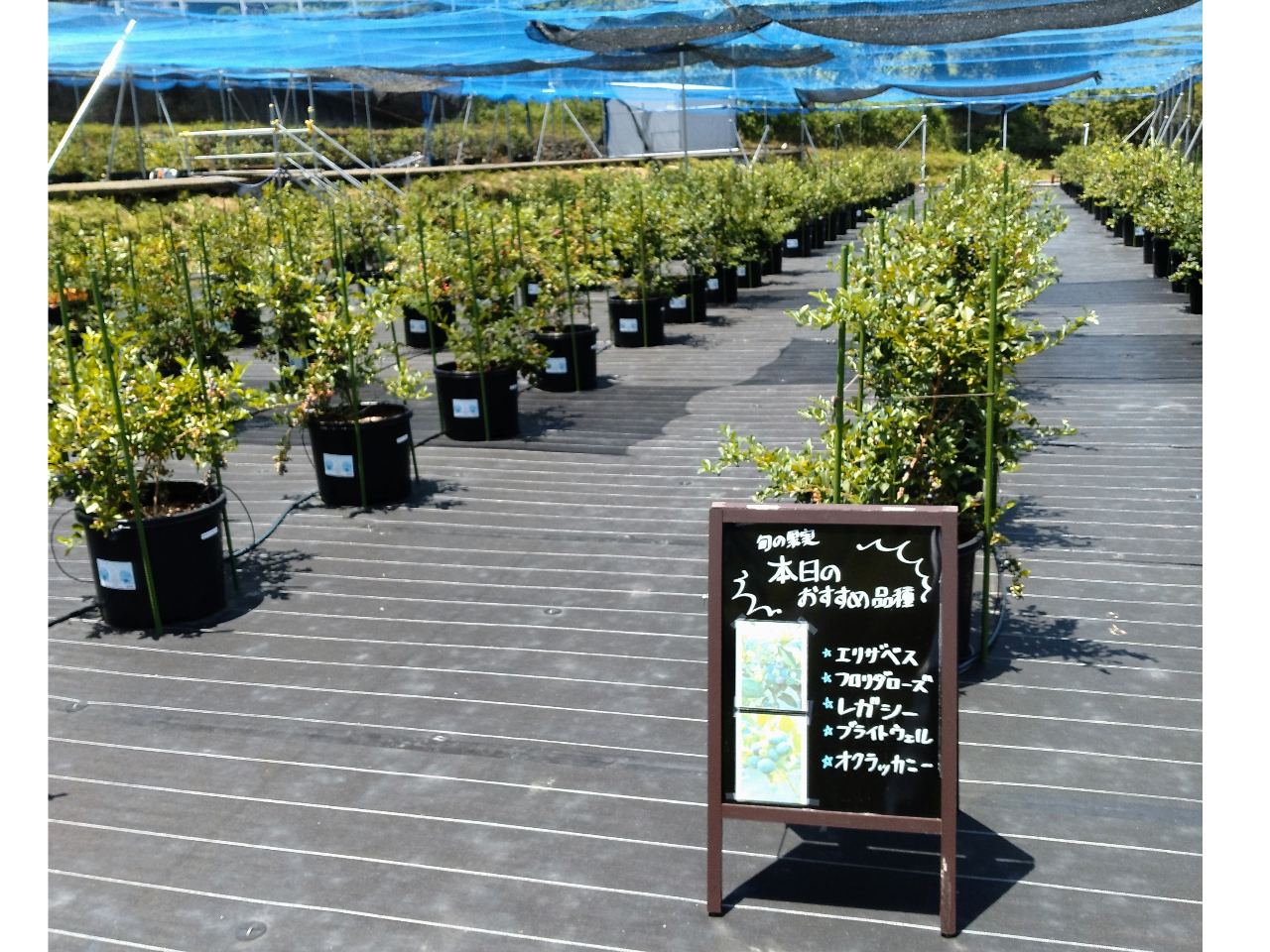 �������̓��ɏ{�̉ʎ������ē��������܂��B