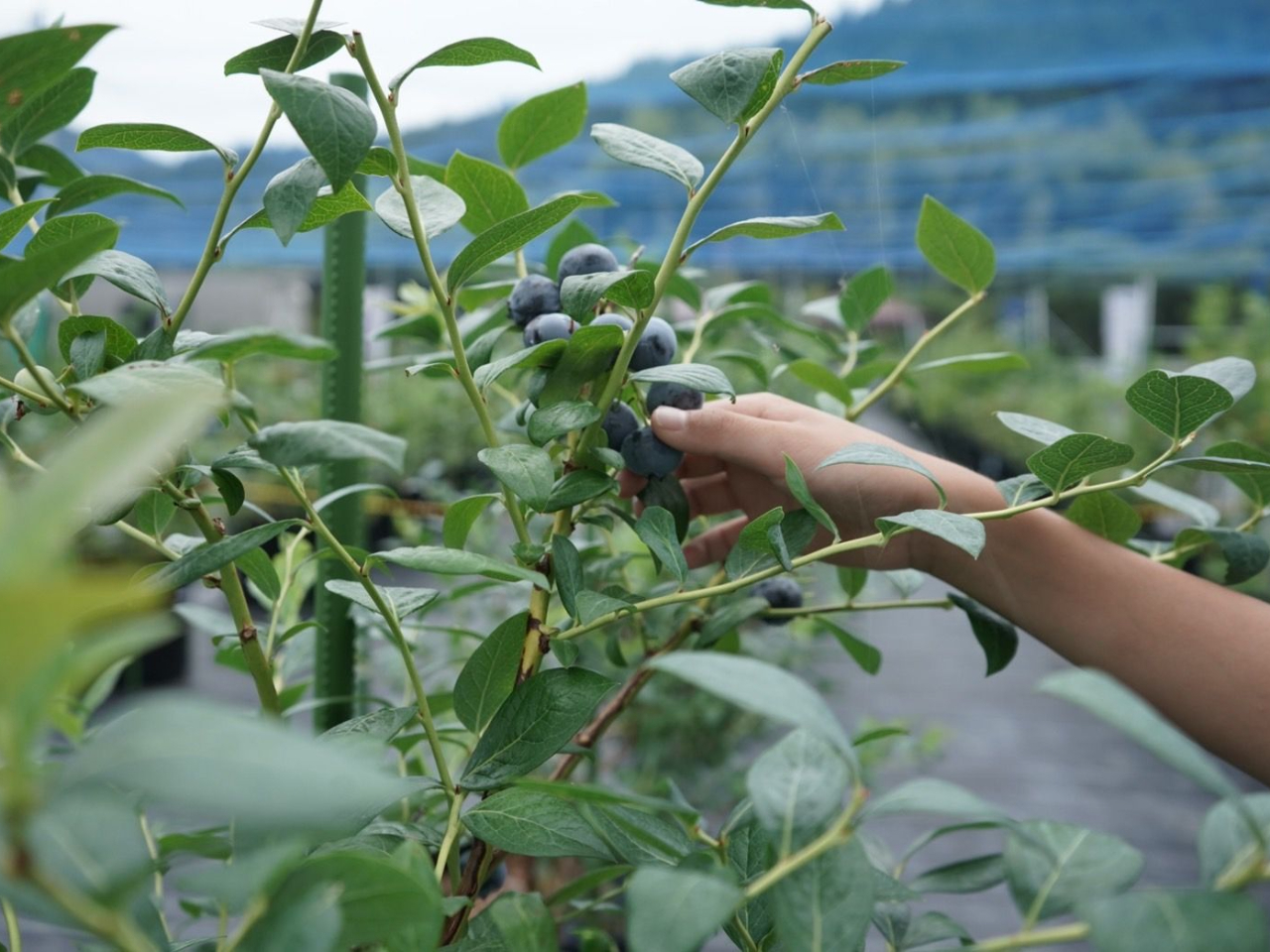 �E�ݎ��̌��A���n�̉ʎ��͌y���܂ނ����Ŏ��܂��B