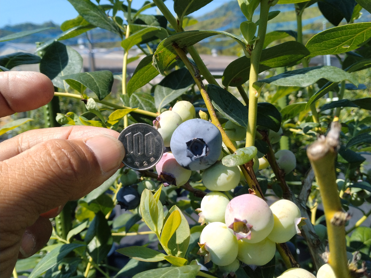 �u���[�x���[�ʎ��i�n�C�u�b�V���n�j