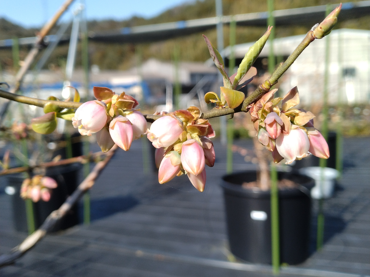 ���炵���u���[�x���[�̉ԁB3������4���ɂ����ĊJ�Ԃ��Ă����܂��B