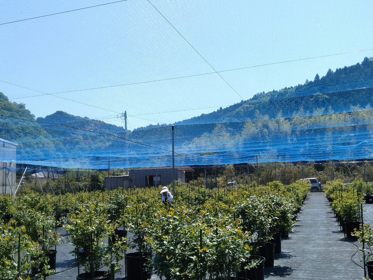 ��������̌i�F�A����ɂ͖h���l�b�g�𒣂��Ă��܂��B