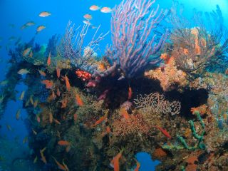 器材も全てご用意致します。身軽でお越し下さいませ。初めての沈没船、お任せ下さい。