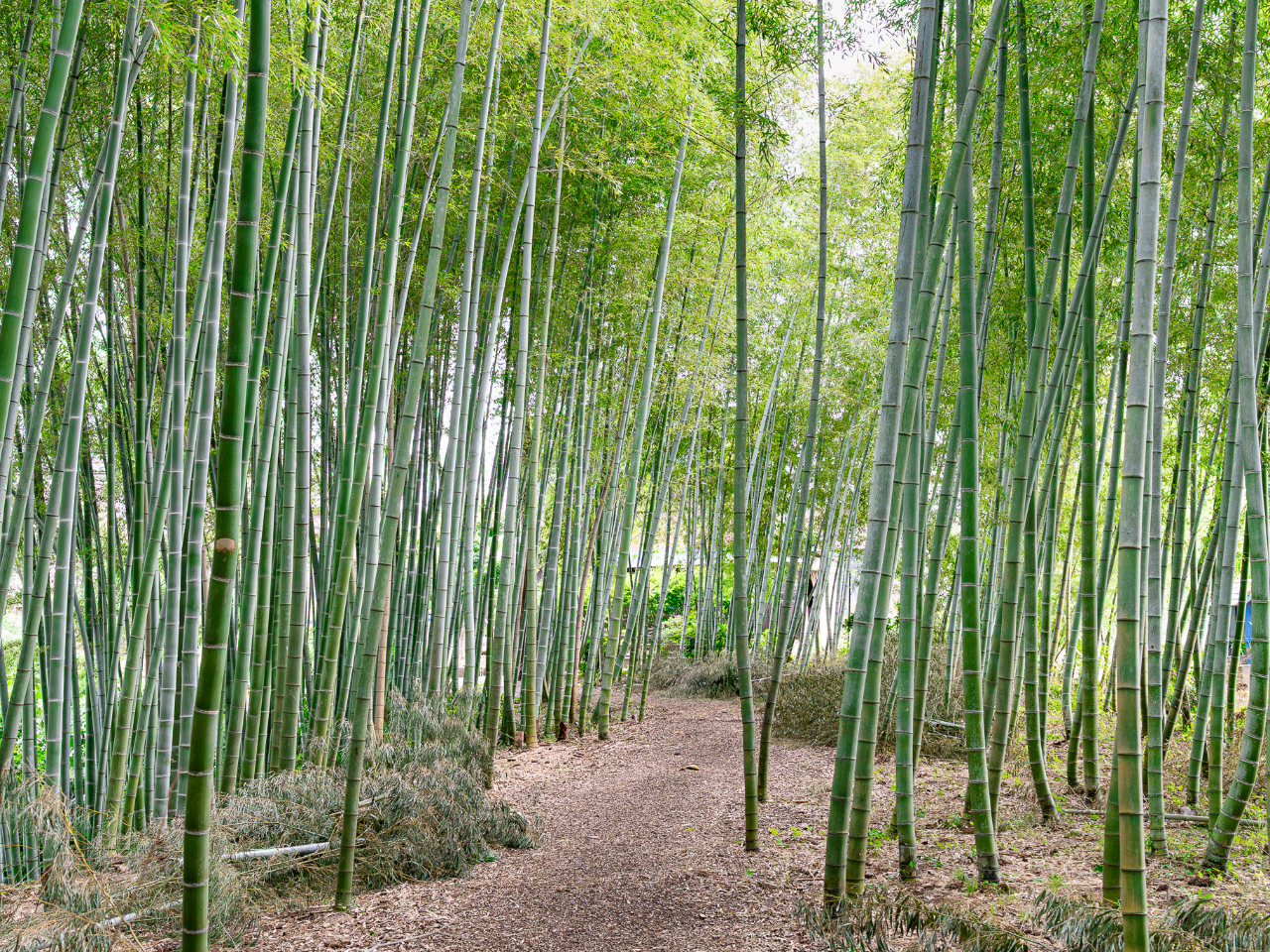 �c�㒬�̒|��