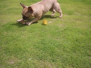 サイト内は天然芝