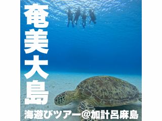 \海亀ウォッチング!!/