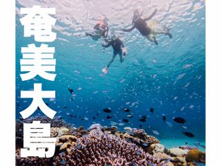 \水面に浮かぶシュノーケリングとは異なり、海中に深く潜り、ウミガメなどと接近できるのが特徴♪/