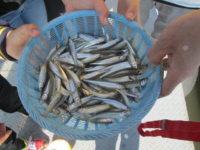 初めてでも3人合わせてこれだけ釣れました!