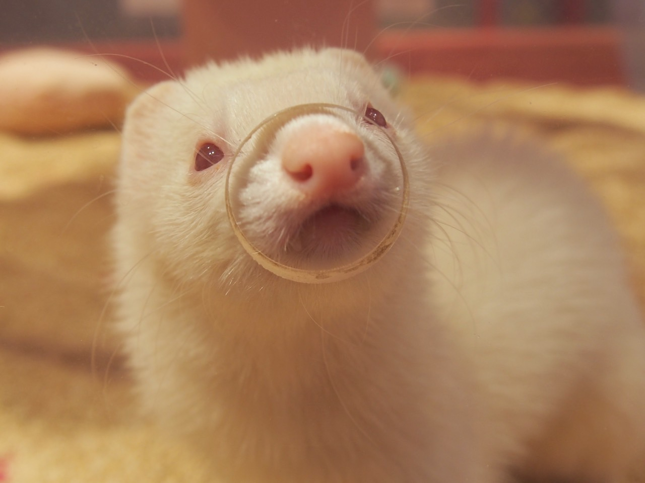 動物の平日 動物の平日 【公式通販】
