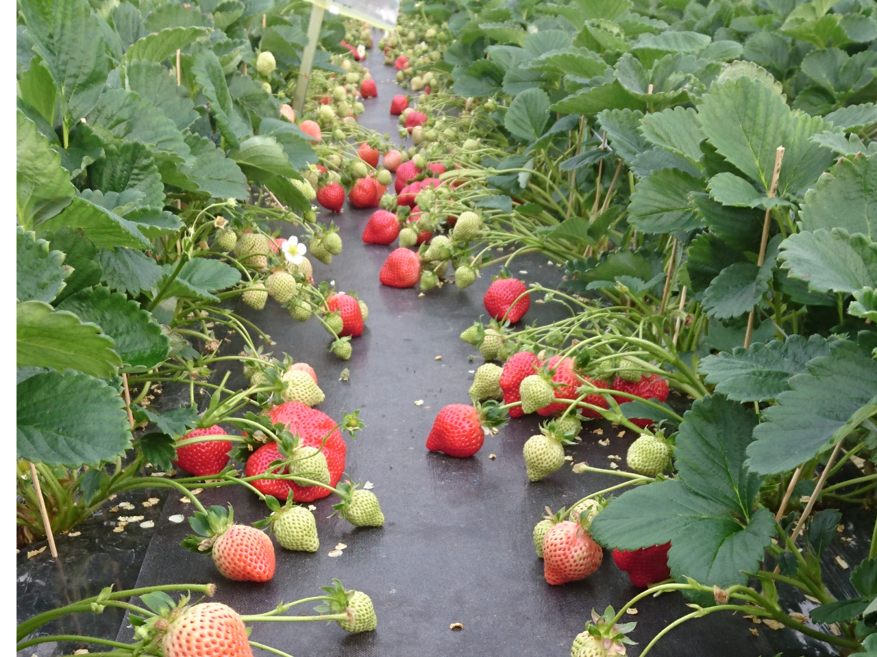 ☆2024年12月スタート☆【福岡市】〈あまおう60分食べ放題〉☆ギネス