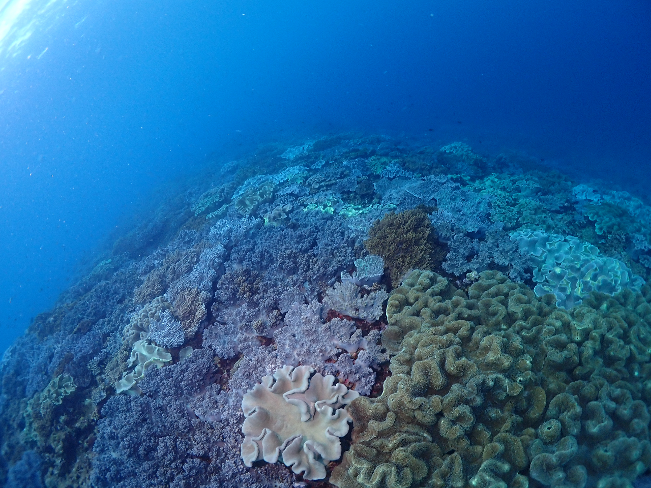 _炩TŜԔIIEō̌QnłII