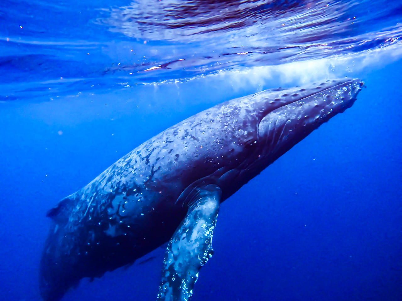 ƉjcA[Eő勉̚MނɂЉɗĂ