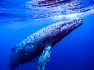 くじらと泳ぐツアー♪世界最大級の哺乳類にぜひ会いに来てください★
