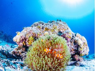 みんなのアイドル♪カクレクマノミ!日本のクマノミ6種出会えるかな!