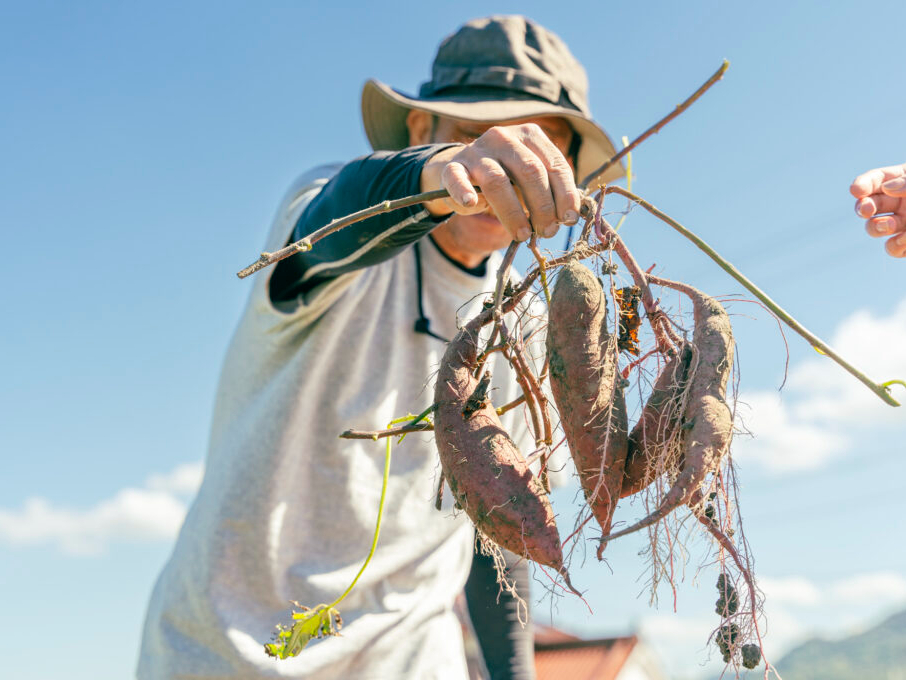 畑で遊ぼう!体験型自然循環菜園 ソニックファーム