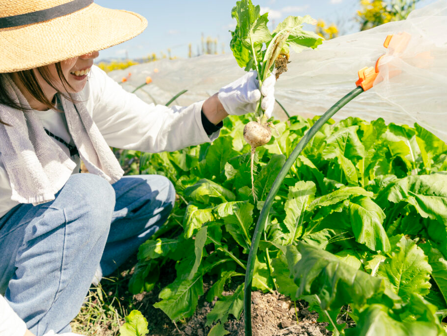 収穫菜園サービス(畑の野菜取り放題)も提供中!ぜひ1日体験野にご来園ください!