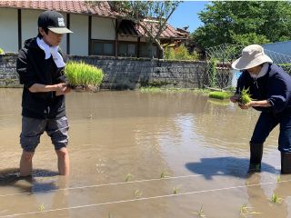手植えでの稲苗植え体験ができます。是非ご家族・お友達でご参加ください!