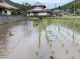 田植えは続くよ、どこまでも♪