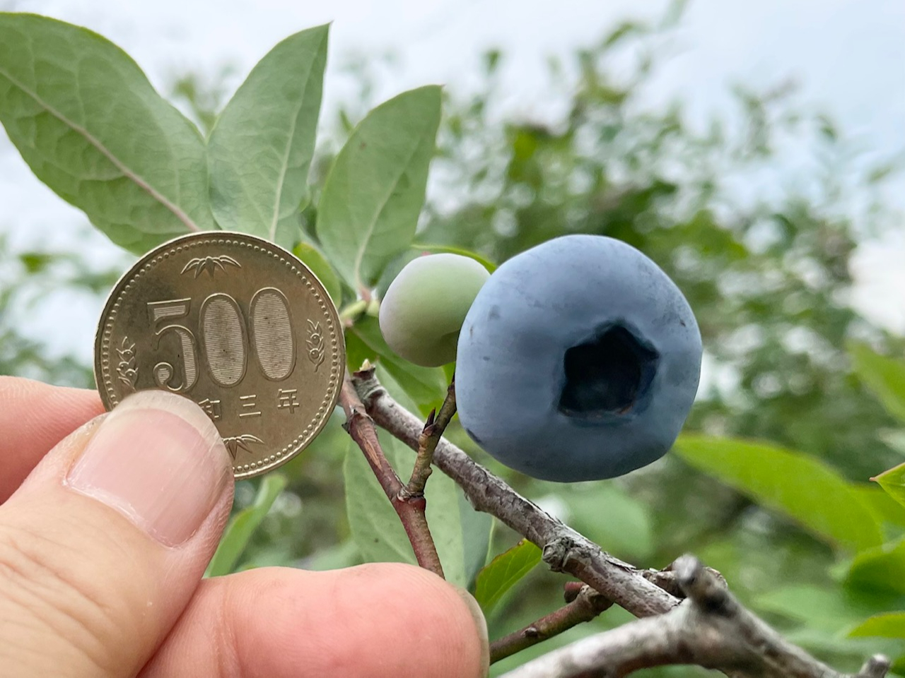 500�~�ʂƓ������炢�̑傫���̎�������܂��B