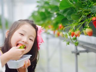 ハウス一棟まるごと貸切!完全プライベート空間で周りの目を気にすることなくイチゴ狩りをお楽しみいただけます!