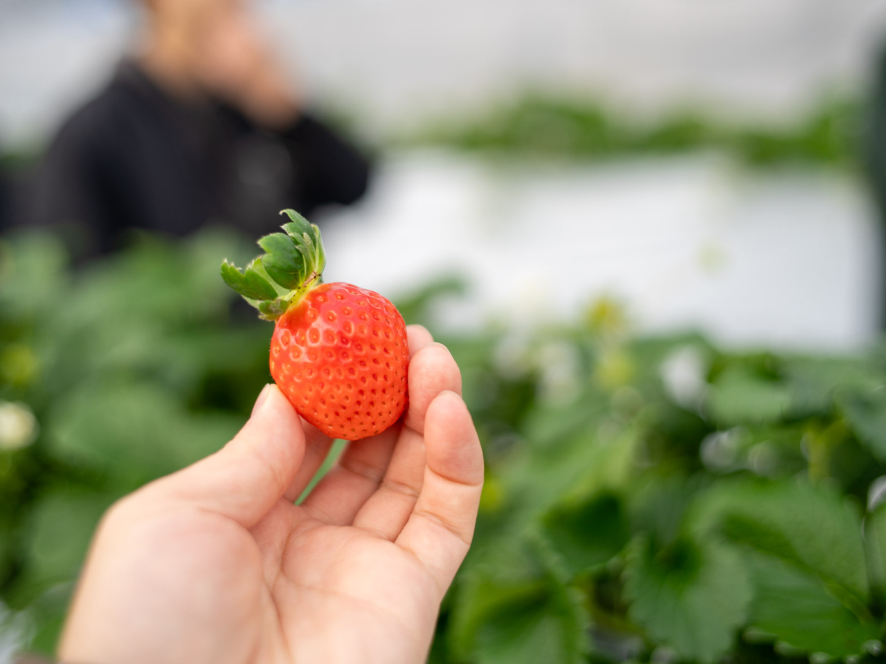 �w�^�������Ă���C�`�S�͐H�׍��ȏ؋��I