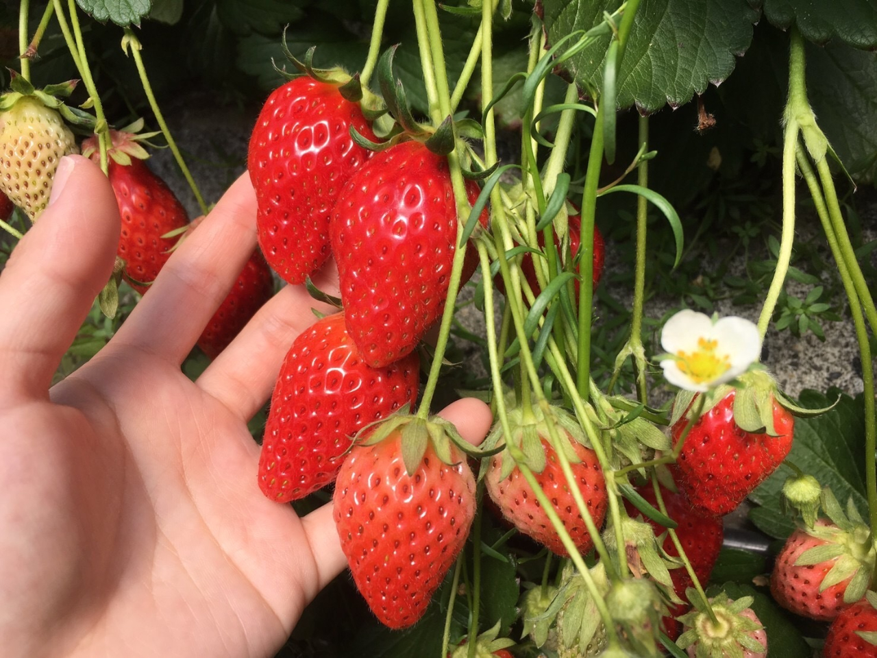 ���n�H�׍��ȃC�`�S�������ς��I���������ς��܂ŃC�`�S�������������肢�������܂��I