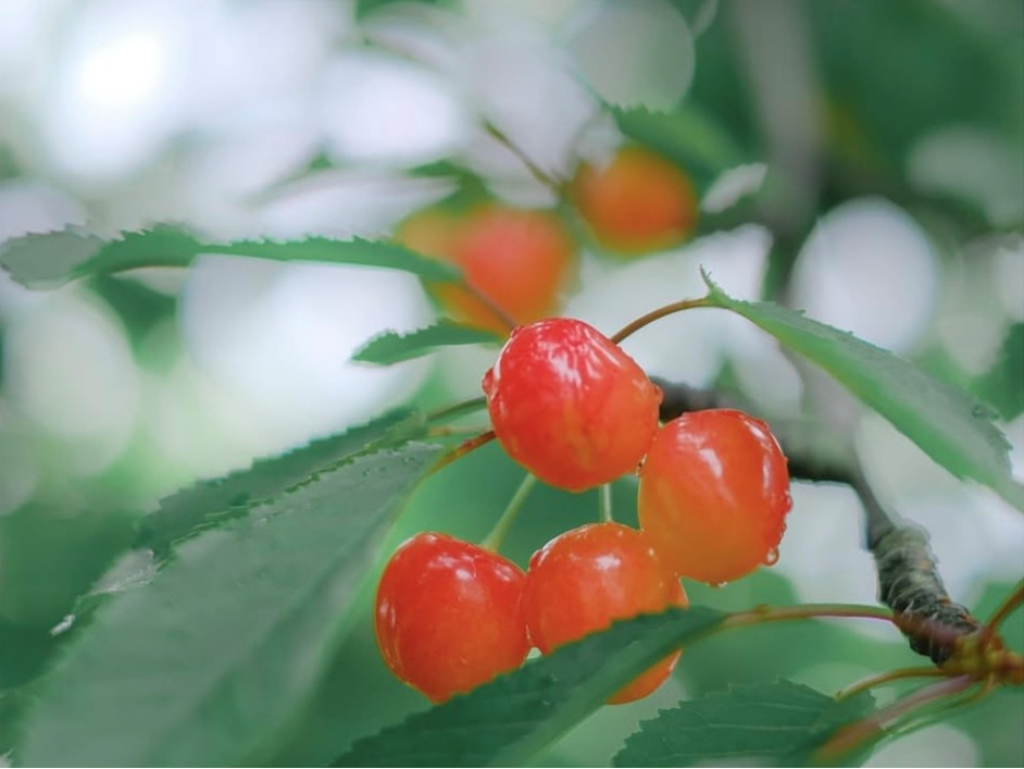 【北海道でさくらんぼ狩り♪】\時間制限なし!/4品種食べ放題♪3歳以下無料!ファ...