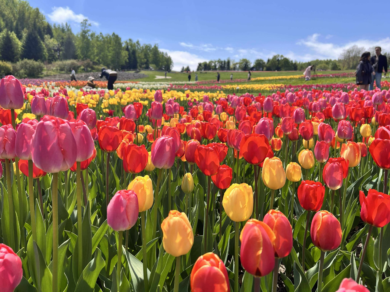 季節によって変わる花畑