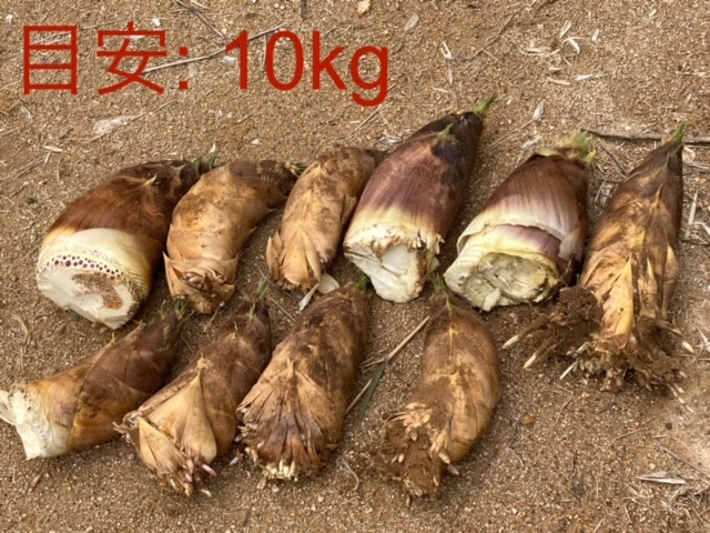 ���̗ʂŃ^�P�m�R�̎ς����15�l�O���܂��B
