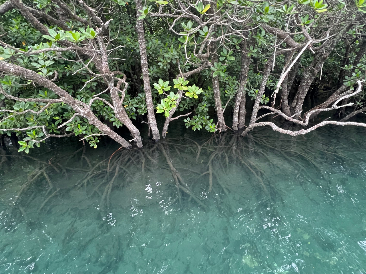 唗͂̃}O[uԋ߂ŌcA[łI