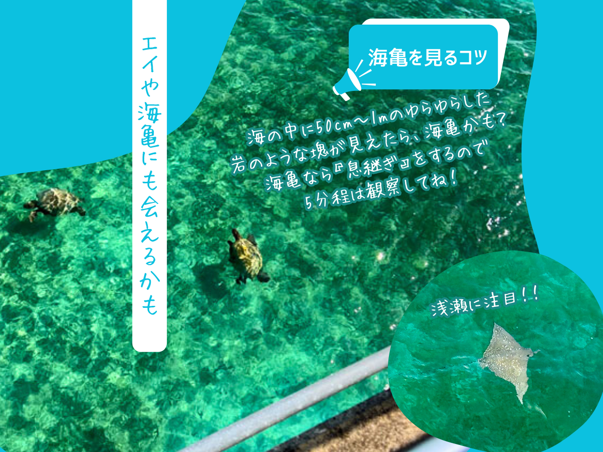  ^ǂ΁@CTɉIC̒50cm`1m炢̂炵̂悤ȉ򂪌A͊CTH