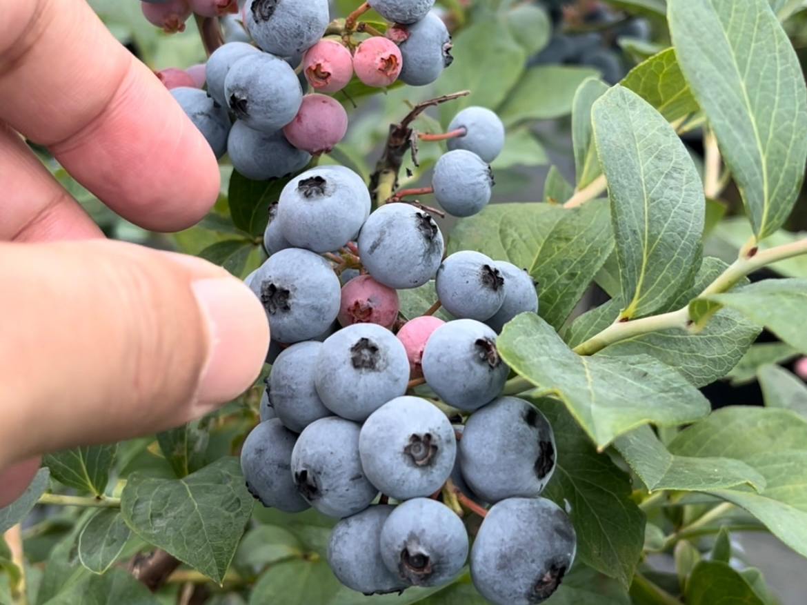 完熟』ブルーベリー狩り時間無制限♪常時数十種類を食べ比べ！女性に