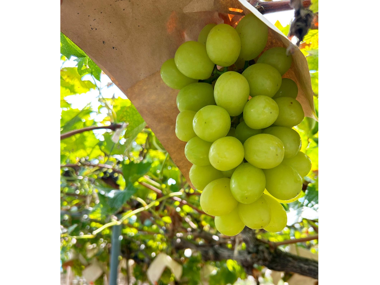 炲ƐHׂlC̃VC}XJbgP[߂Ă܂I