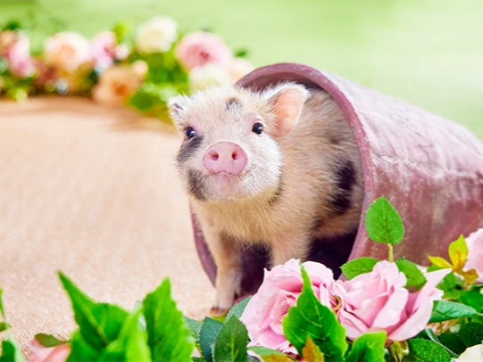 mipig cafe �C�I�����[���l���u�s�C�X�̎ʐ^2