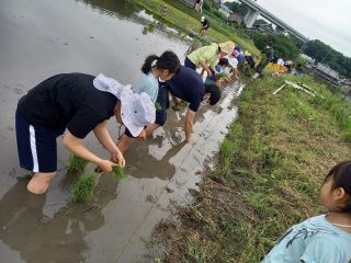 田植え体験